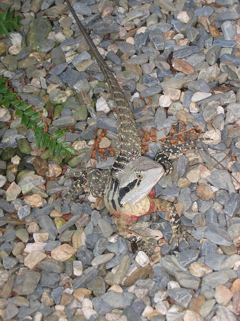 CairnsTC278 Wildlife Habitat.jpg